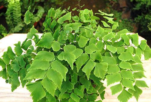 Maidenhair trapézoïdal (A. trapeziforme)