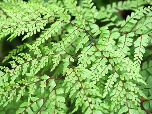 Les pétioles du maidenhair sont bruns, et dans la partie inférieure ils sont presque noirs