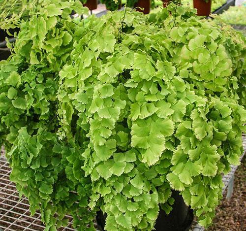 Maidenhair variétés délicates Farleyense