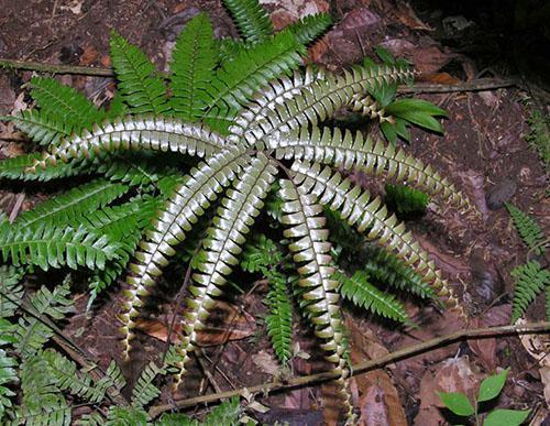 Maidenhair à quatre feuilles (A. Tetraphyllum)