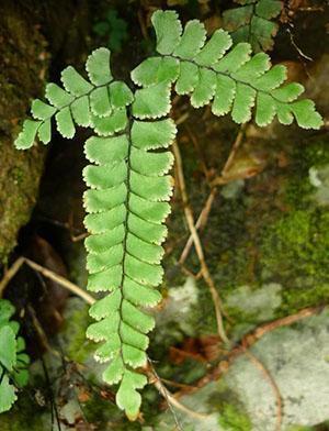 Maidenhair transparent (A. diaphanum)