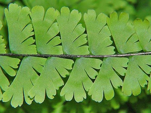 Maidenhair (A. caudatum)