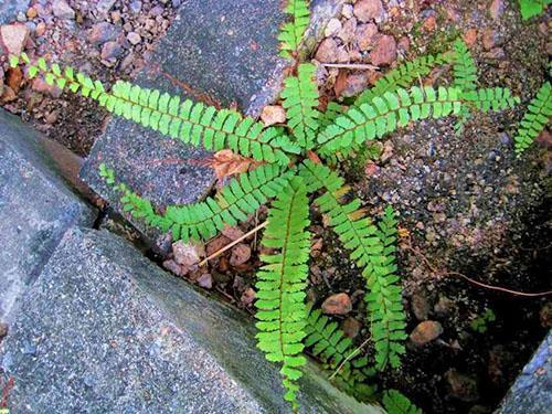 En tant que culture de chambre, le maidenhair à queue est plus capricieux que les autres espèces