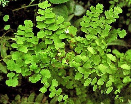 Maidenhair en forme de coin (A. cuneatum)