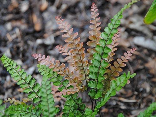 Maidenhair finement pubescent ou à poil fin (A. hispidulum)