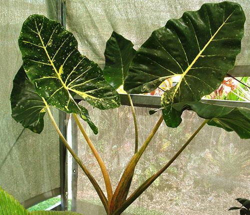 Alocasia macrorrhiza Nueva Guinea Gold