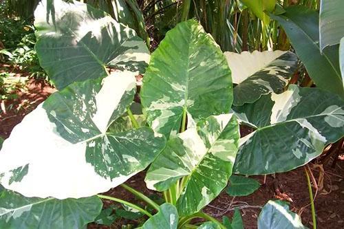 Alocasia odora variegata en estado salvaje