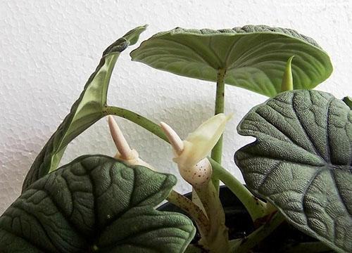 Alocasia melo rugosa