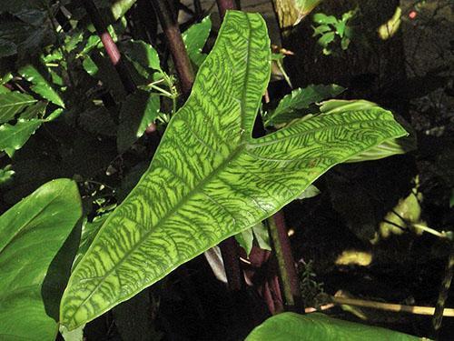 Alocasia Zebrin Reticulata