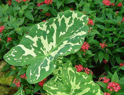 Alocasia Hilo Beauty
