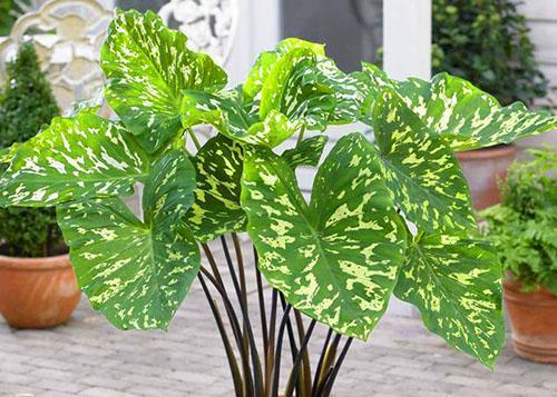 Alokazia Hilo Beauty en el interior