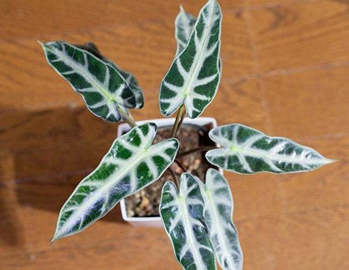 Flecha de Alocasia Bambino