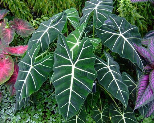 Alocasia micholitziana Frydek