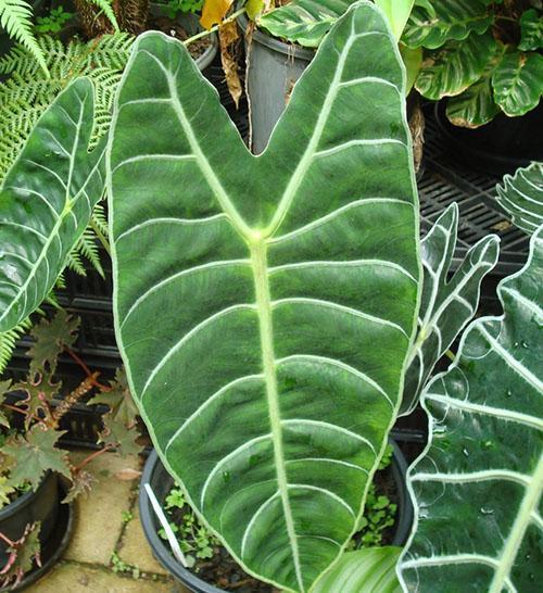 Alocasia lowii grandis