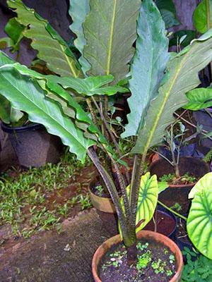 Espada Alocasia Morada