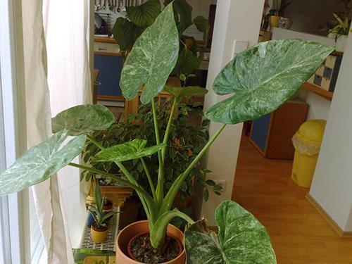Colocando alocasia en el interior.