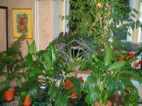 Alocasia en casa