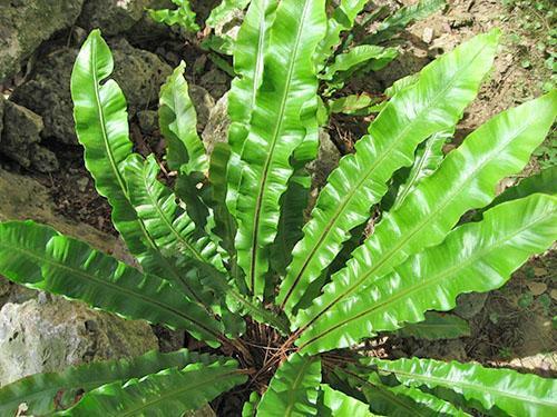 Ciempiés de Asplenium (A. scolopendrium)