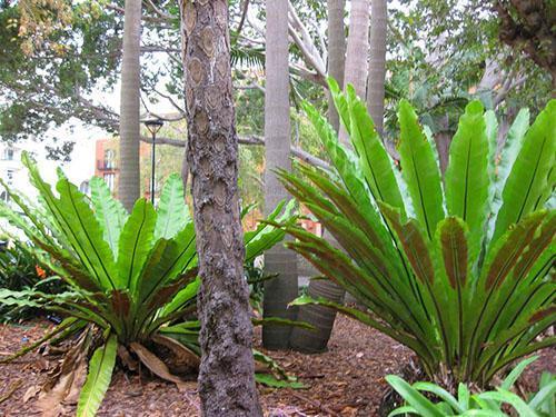 Asplenium del sur de Asia (A. Australasicum)