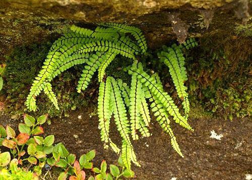 Asplenium peludo (A. Trichomanes)