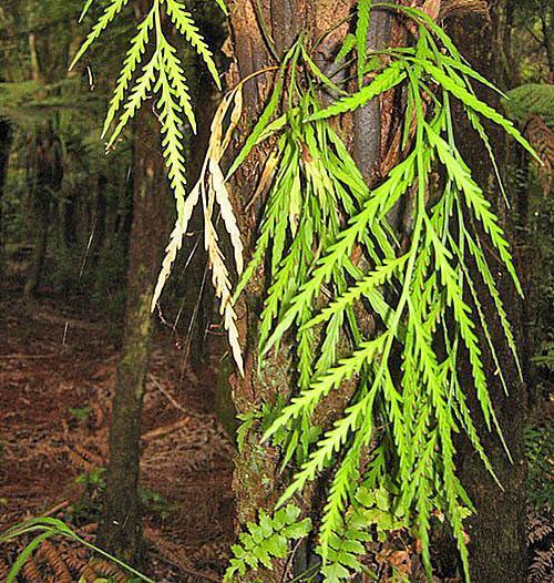 Asplenium caído (Asplenium flaccidum)