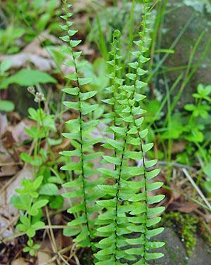 Ébano de asplenium (platyneuron de asplenium)