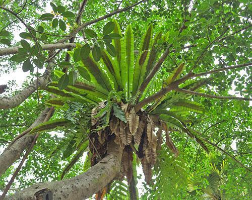 Cría de asplenium (A. nidus)