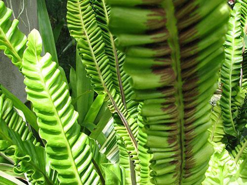 Asplenium nidus Plicatum con follaje ondulado