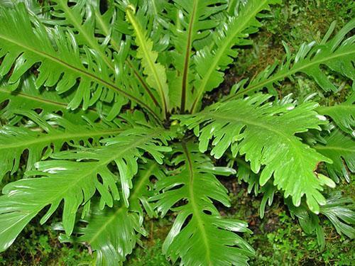 Asplenium nidus Fimbriatum