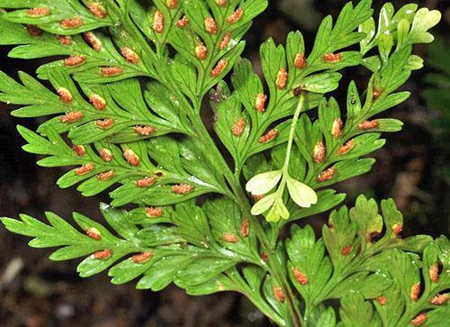 Asplenium bulbiferous (A. bulbiferum)