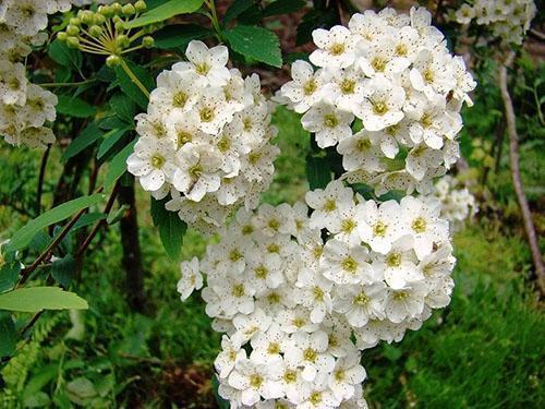 fleurs de spirée blanches
