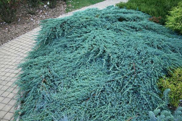 Alfombra azul cerca del camino del jardín