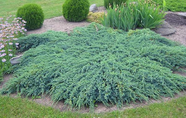 composición con plantas herbáceas