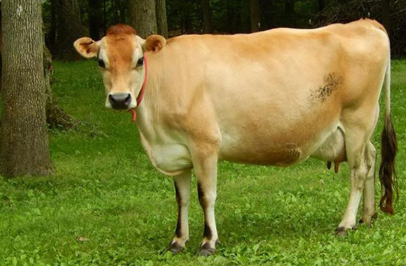 Vaca de Jersey