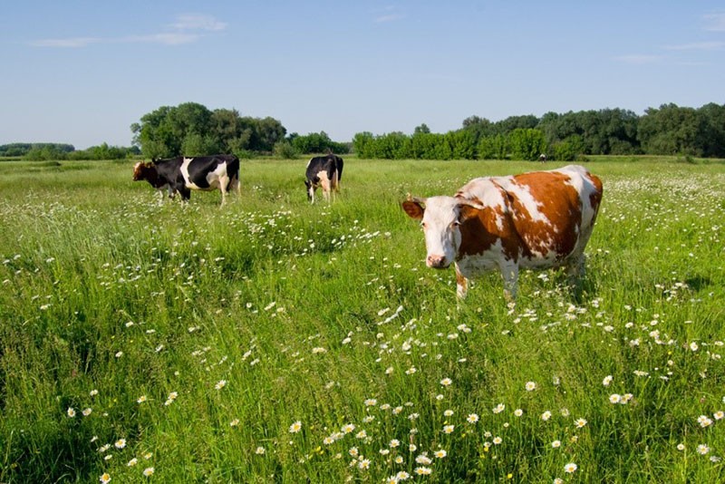 cómo elegir una vaca lechera