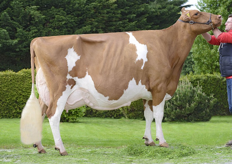 características de las vacas lecheras