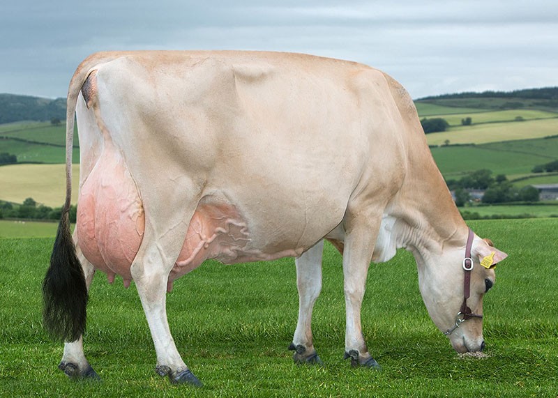 vaca con alta producción de leche