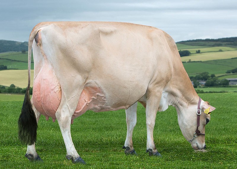 vache à haut rendement laitier