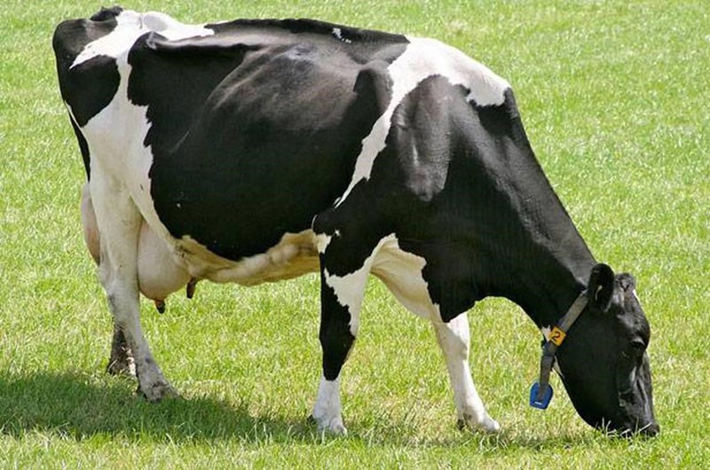 Raza de vaca holandesa