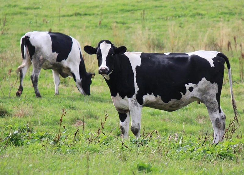 Race de vaches Tagil