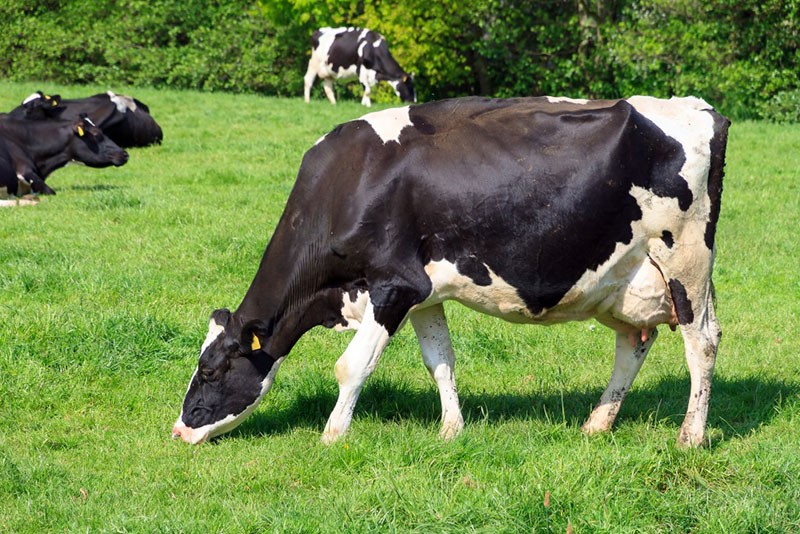 Vache Holstein