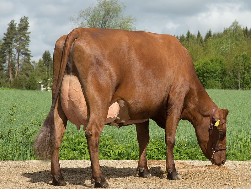 race danoise rouge de vaches