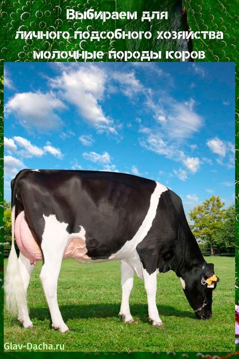 vacas lecheras