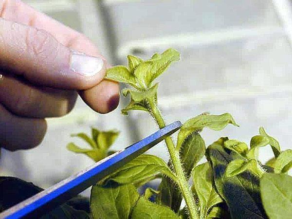 propagation par bouturage