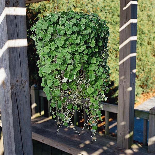 emplacement des pots