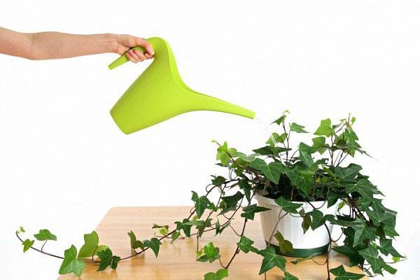 arroser les plantes d'ampel