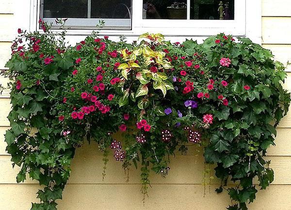 composition de fleurs ampeleuses
