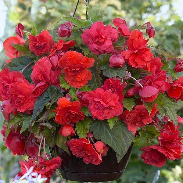 ampel begonia