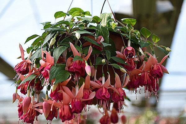 ampoule fuchsia