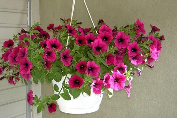 pétunia ampelous